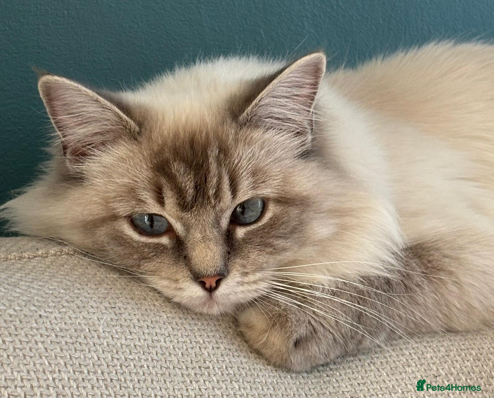 Mixed Breed cats  Gorgeous Ragdoll-Mix Kittens – 9 Weeks Old - Advert 1