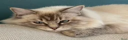 Mixed Breed cats for sale:  Gorgeous Ragdoll-Mix Kittens – 9 Weeks Old - Advert 1