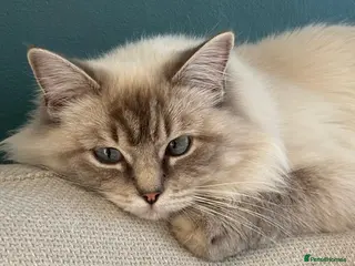 Mixed Breed cats Gorgeous Ragdoll-Mix Kittens – 9 Weeks Old - Advert 1
