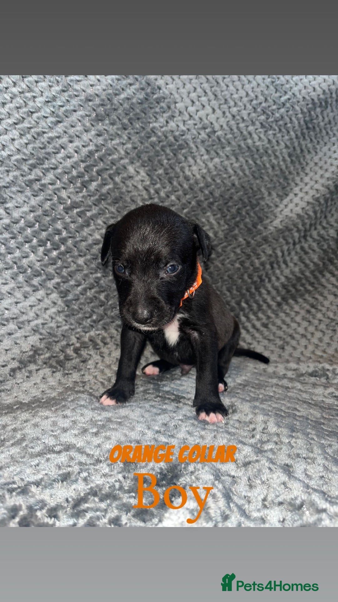 Mixed Breed dogs for sale: 11 Lurcher x Staffy pups for Sale! - Advert 3