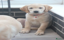Goldador dogs for sale: Beautiful Goldador Puppies in Garndolbenmaen - Image 4