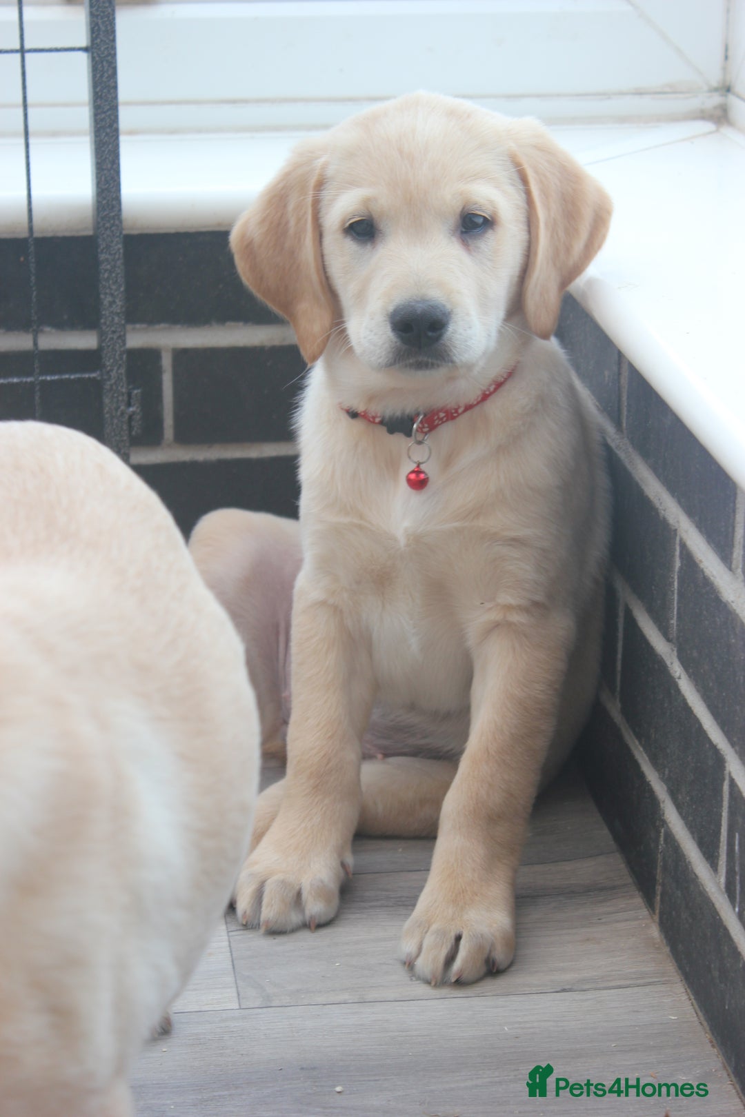 Goldador dogs for sale: Beautiful Goldador Puppies in Garndolbenmaen - Image 4