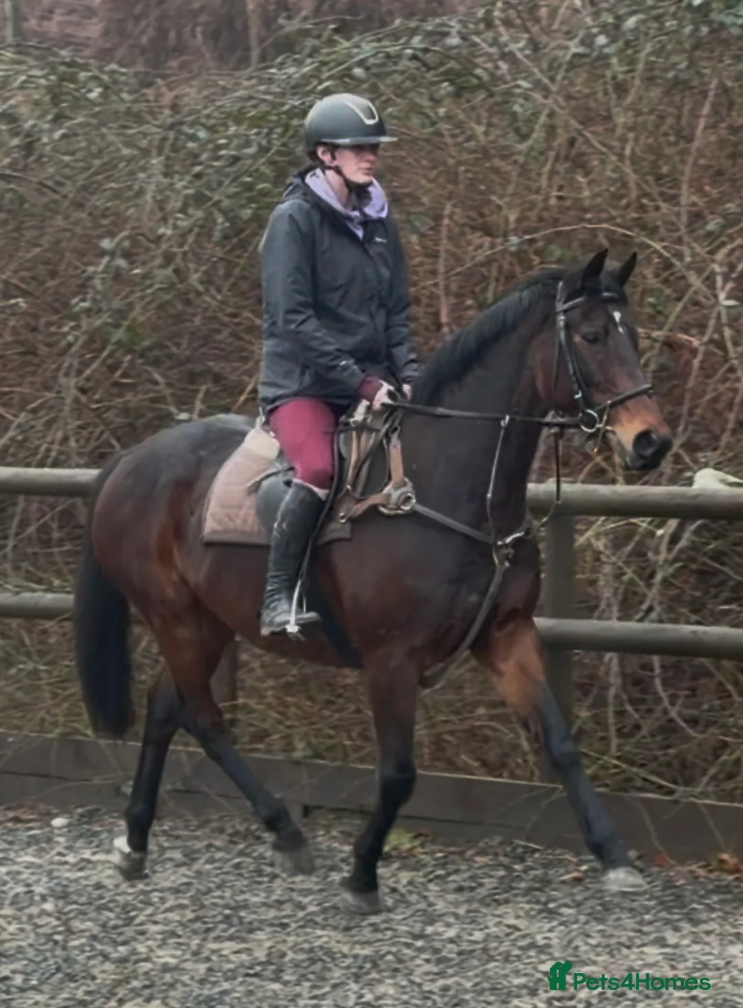 Irish Thoroughbred horses for sale: The legend that is brownie  - Advert 1