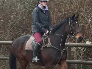 Irish Thoroughbred horses The legend that is brownie - Advert 1