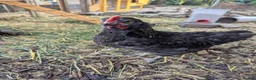 Chickens poultry for sale: 1-2 month old rooster  - Advert 4