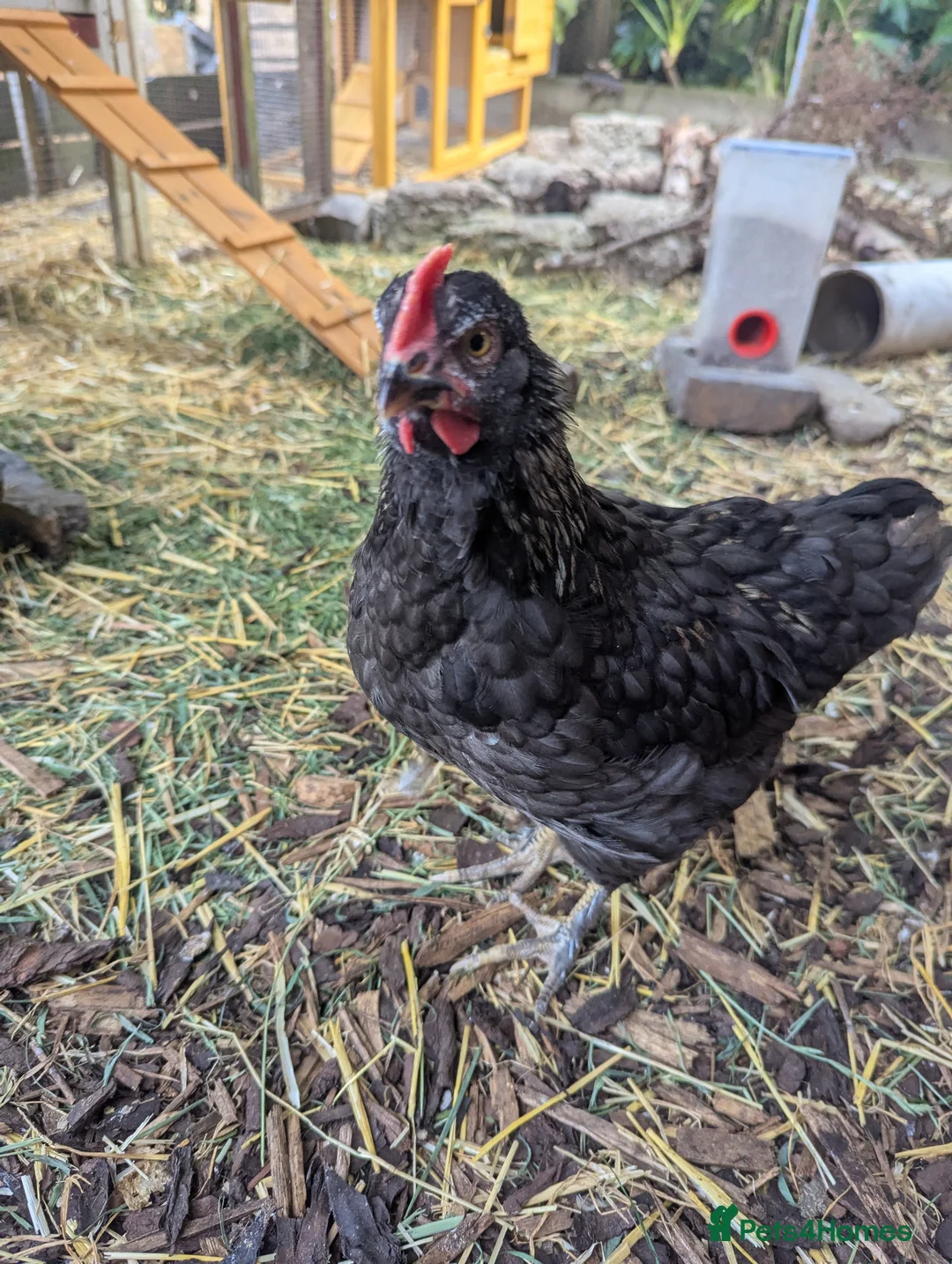 Chickens poultry for sale: 1-2 month old rooster  - Advert 4