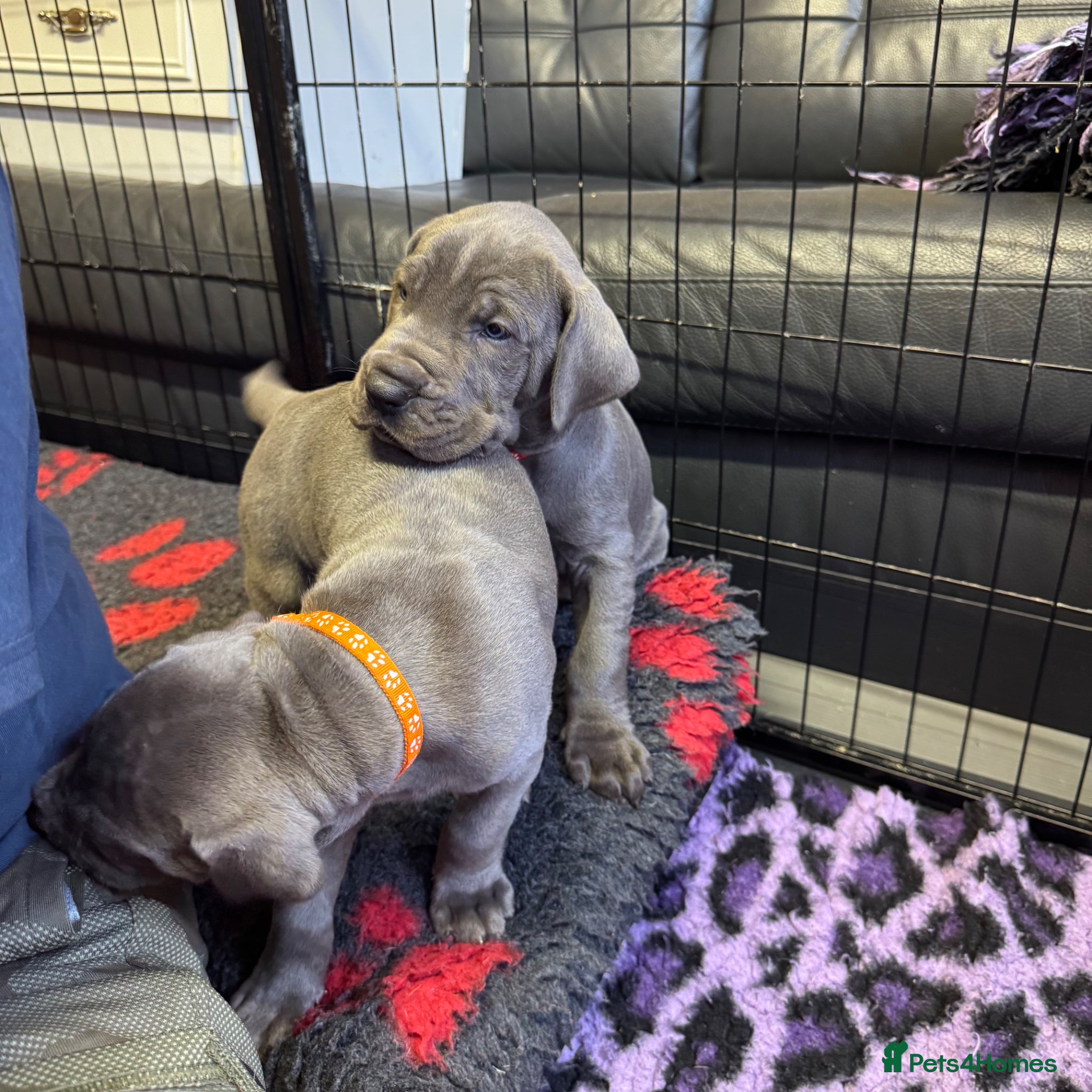 Great Dane dogs Gorgeous blue KC Great Danes.Ready now! - Advert 2