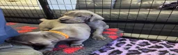 Great Dane dogs for sale: Gorgeous blue KC Great Danes.Ready now! - Advert 10