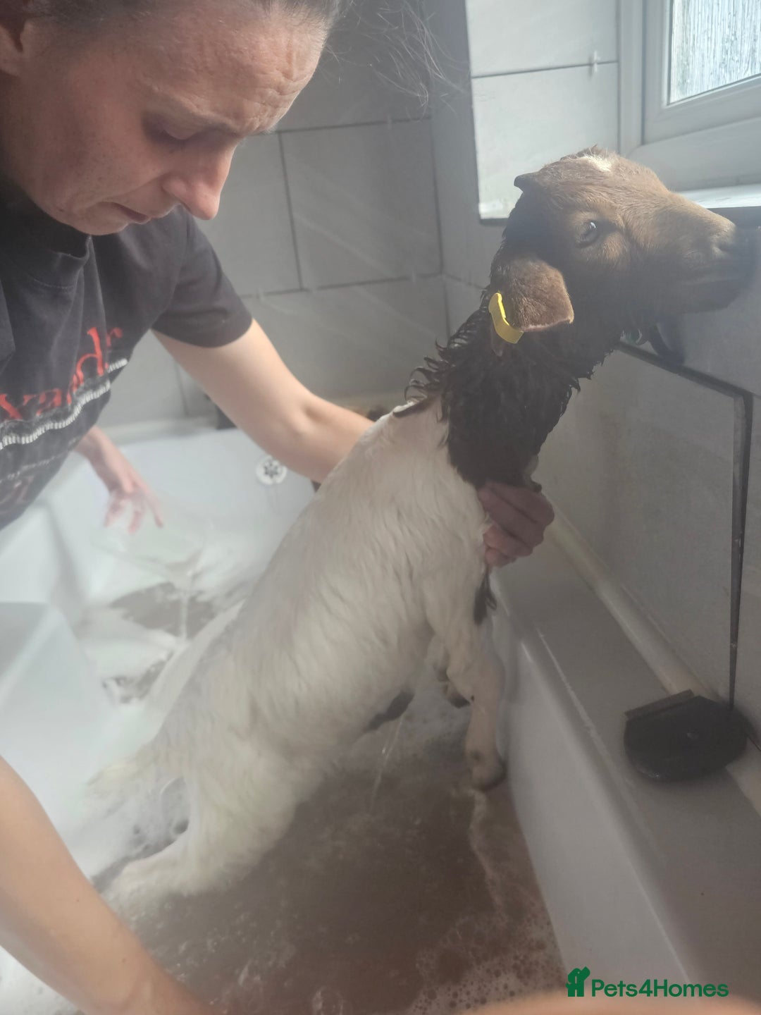 Goats livestock for sale: Two goats, one male one female - Image 8