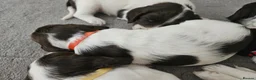 English Springer Spaniel dogs for sale: Gorgeous Family-Raised Springer Spaniel Puppies - Advert 9