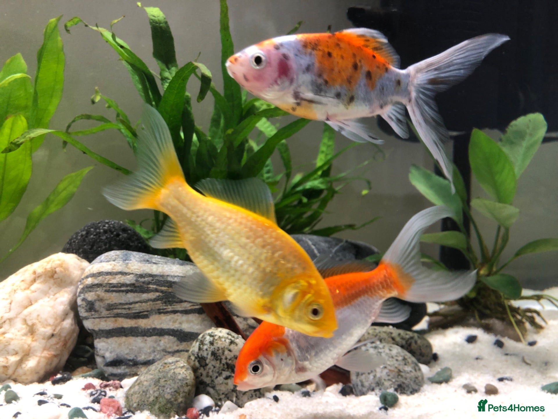 Goldfish fish for sale: 5 mixed gold fish looking for a new home - Advert 2