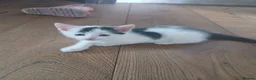 Mixed Breed cats for sale: 4 playful kittens in Uckfield - Advert 6
