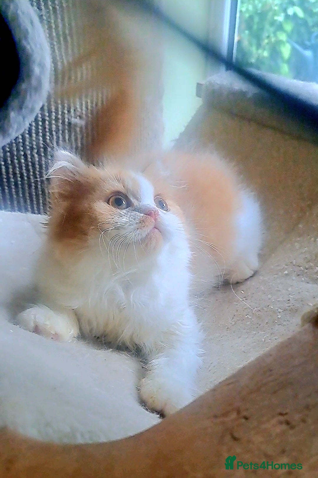 British Longhair cats for sale: *RESERVED* Red Bicolour British Longhair Kitten - Image 11