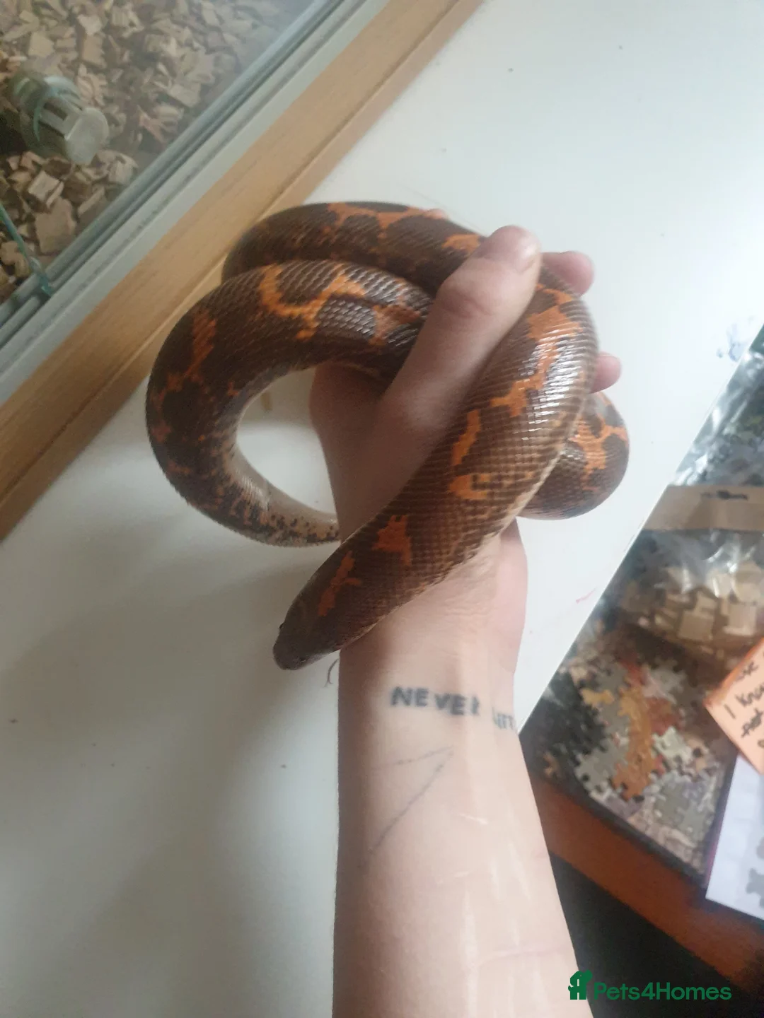 Snake reptiles for sale: Kenyan Sand Boa and enclosure  - Advert 3