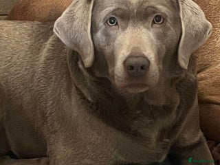 Labrador Retriever dogs in Sunderland - Advert 20