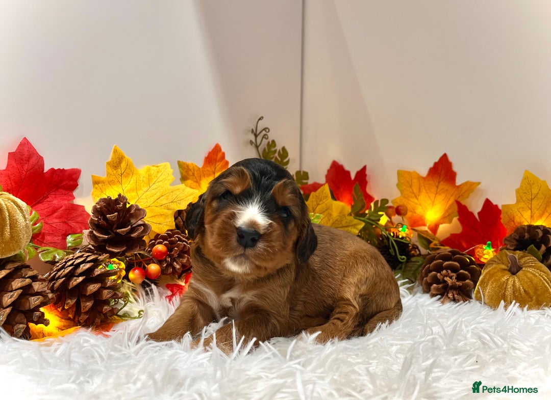 Cockapoo dogs for sale: 🌟Rare Reverse F1B Sable🌟DNA CLEAR Mini Cockapoos - Image 5