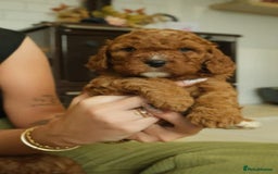 Cavapoo dogs for sale: Red cavapoo puppies - Image 6