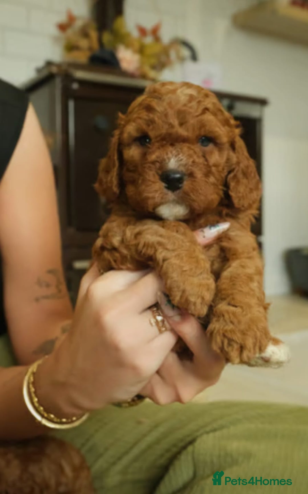 Cavapoo dogs for sale: Red cavapoo puppies - Image 6