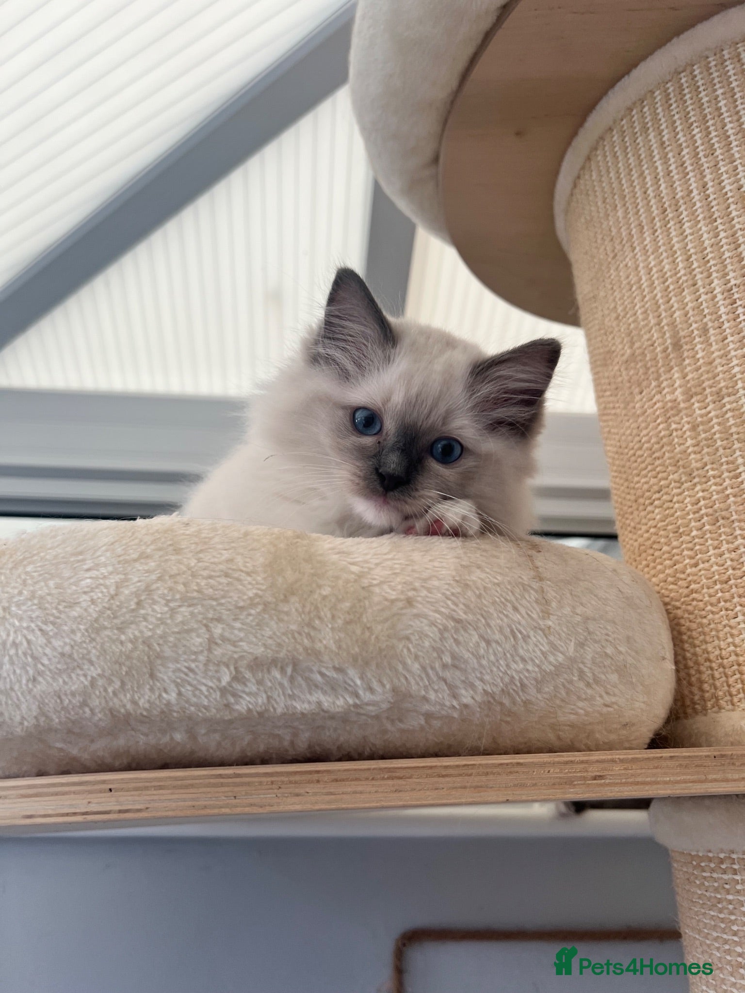Ragdoll cats Registered Ragdoll Kittens for Sale - Advert 10