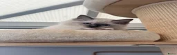 Ragdoll cats for sale: Registered Ragdoll Kittens for Sale - Advert 1