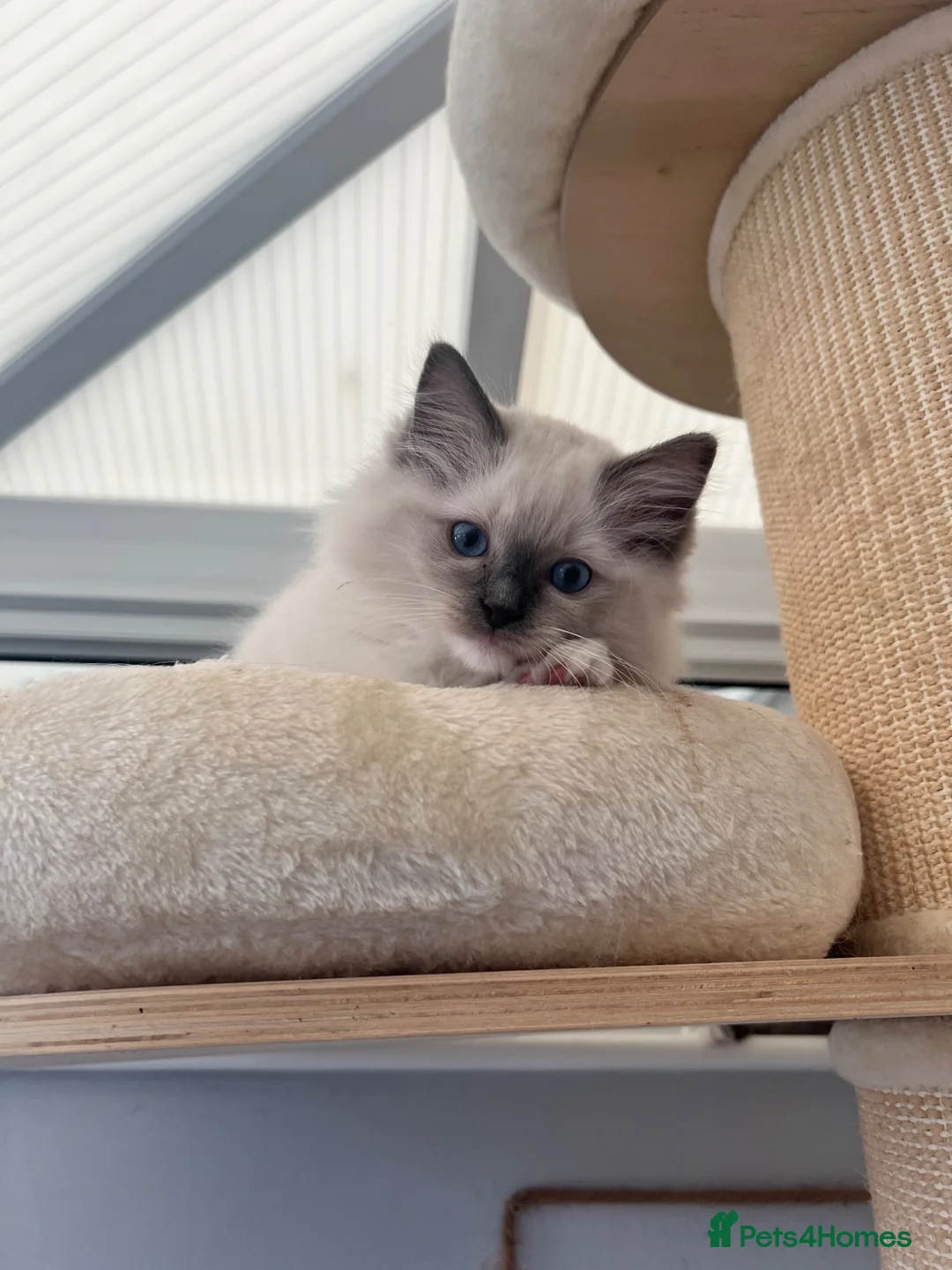 Ragdoll cats for sale: Registered Ragdoll Kittens for Sale - Advert 1