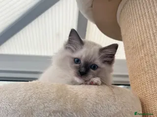 Ragdoll cats Registered Ragdoll Kittens for Sale - Advert 10