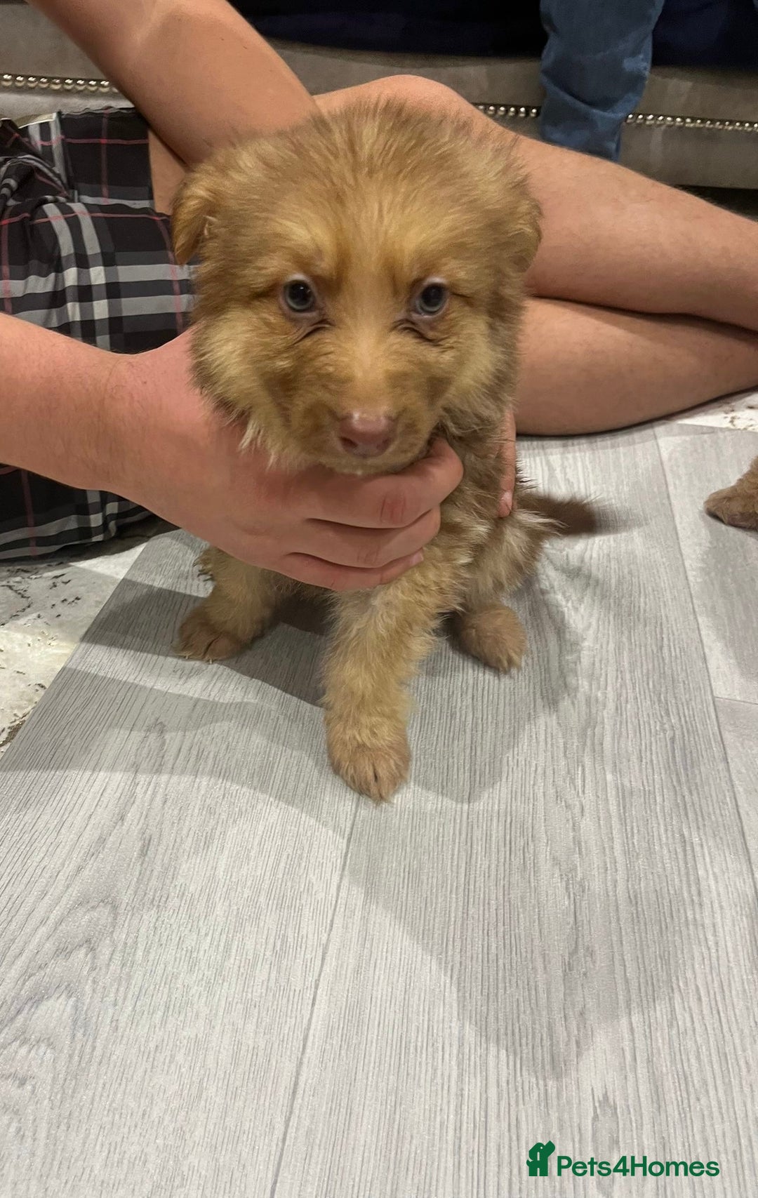 German Shepherd dogs for sale: Working KC GSD German shepherd puppies  - Advert 9