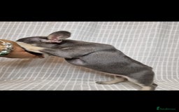 French Bulldog dogs for sale: Outstanding French Bulldog Puppies – KC - Image 11