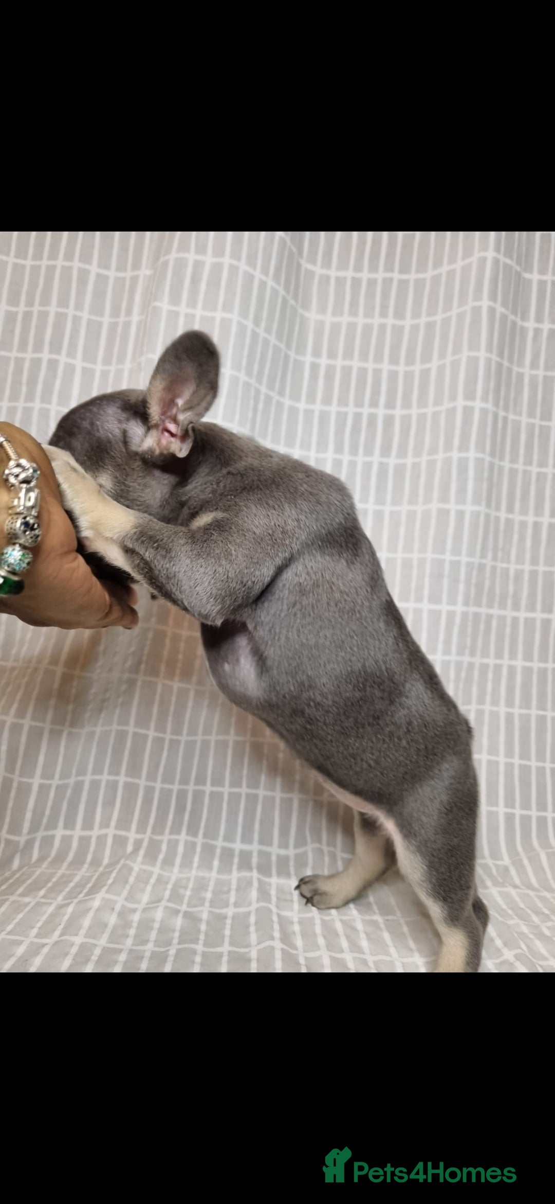 French Bulldog dogs for sale: Outstanding French Bulldog Puppies – KC - Image 11