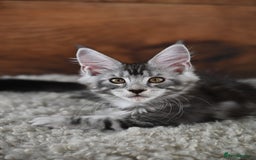 Maine Coon cats for sale: 👑 6 Majestic, health tested Kittens- TICA reg 🧬 - Image 2
