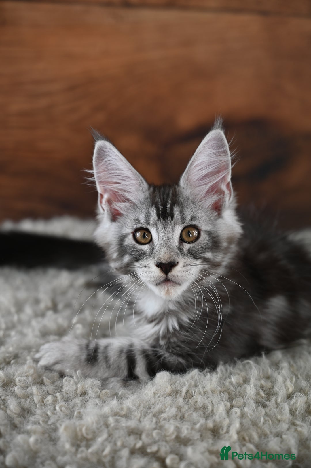 Maine Coon cats for sale: 👑 6 Majestic, health tested Kittens- TICA reg 🧬 - Image 2