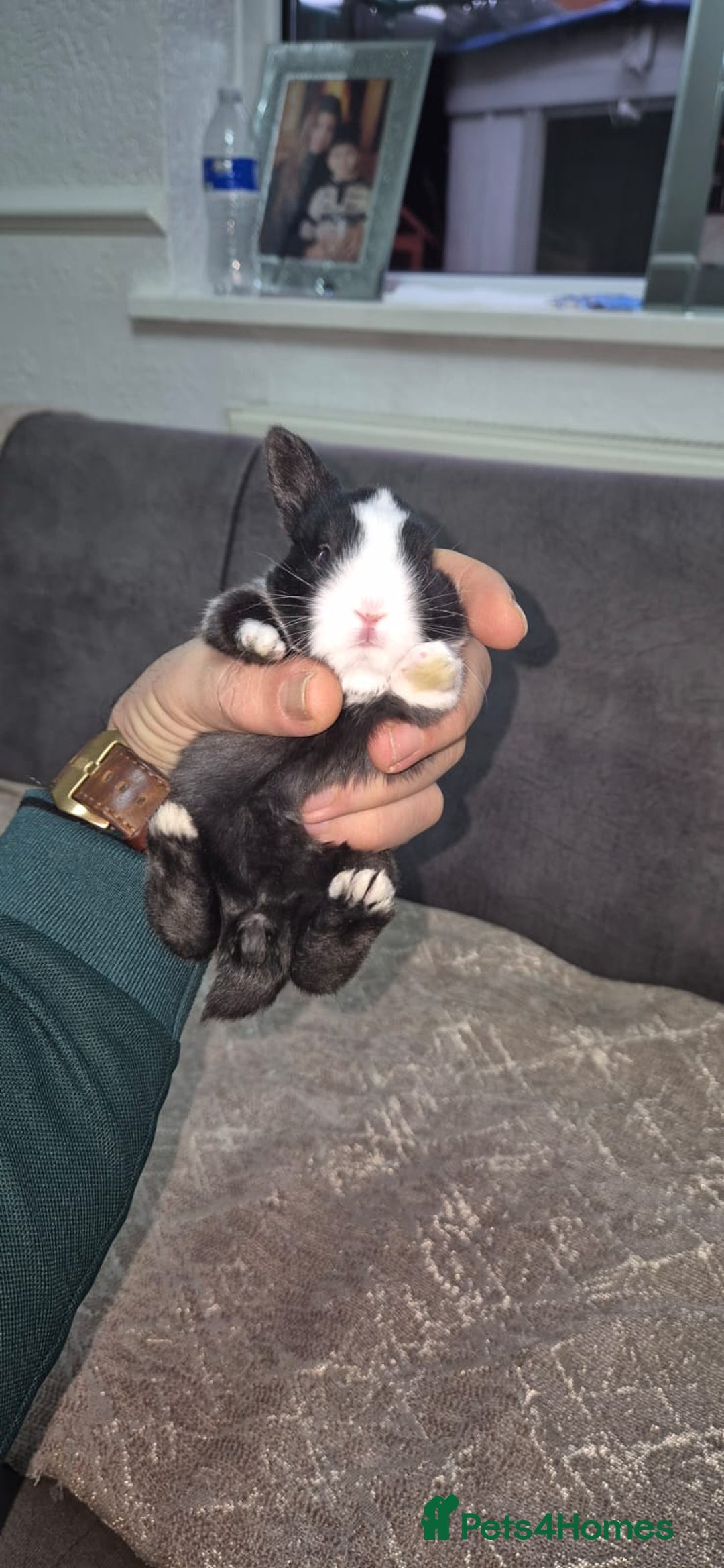 Tri Coloured Dutch rabbits for sale: They are 22 days old and mix Dutch and Rex  - Advert 5