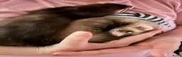 Ferret rodents for sale: Female ferrets for sale  in Wednesbury - Advert 6