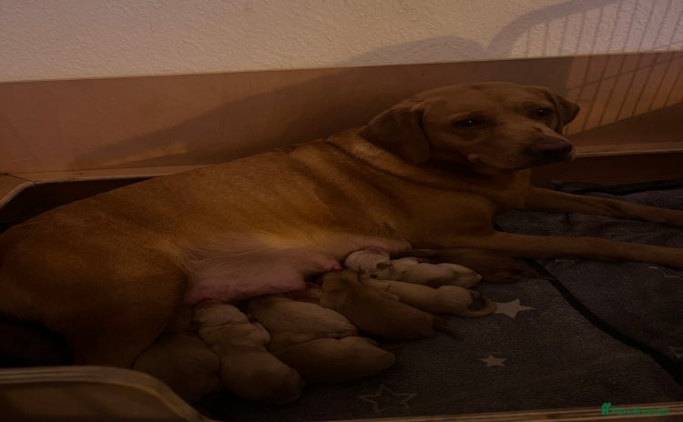 Labrador Retriever dogs - Advert 6