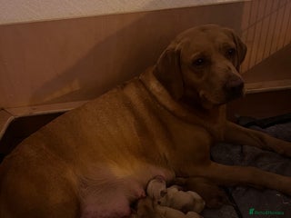 Labrador Retriever dogs - Advert 24