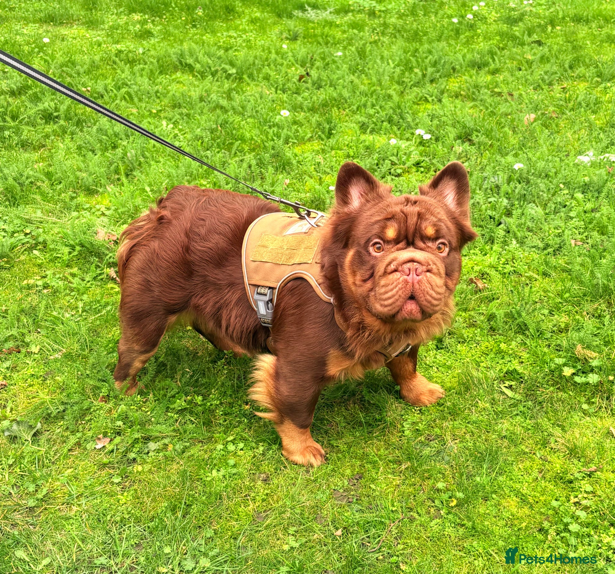 French Bulldog dogs 💙🩷Beautiful french bulldogs+ full fluffy🩷💙 - Advert 2