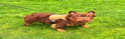 French Bulldog dogs for sale: Beautiful french bulldogs  - Advert 3