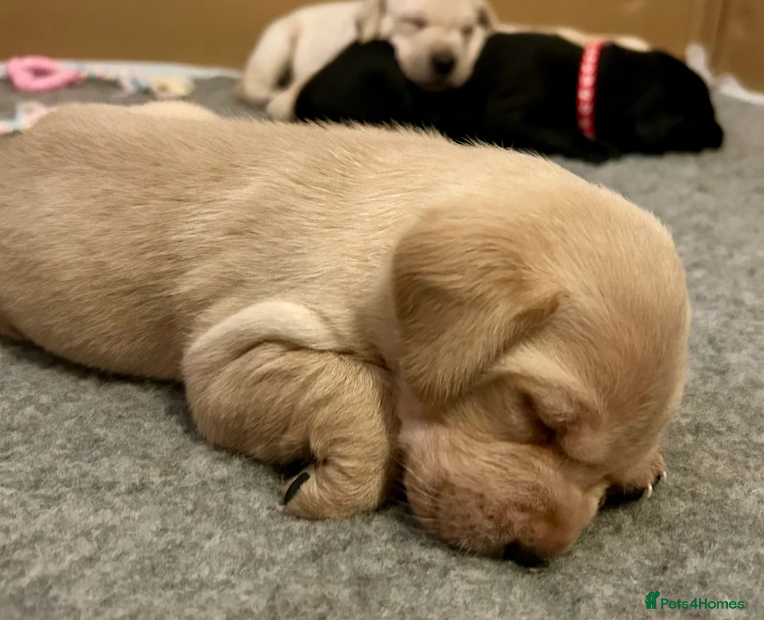 Labrador Retriever dogs for sale: KC registered Labrador Retriever puppies  - Advert 15