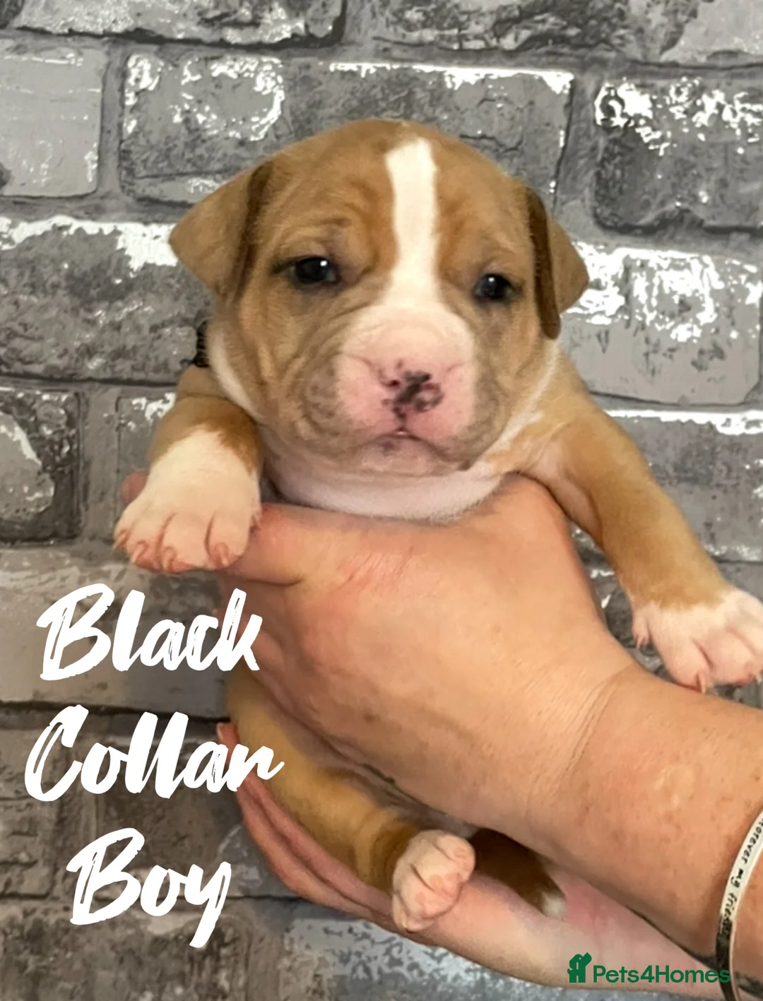 Mixed Breed dogs for sale: Staffy X Pocket Bully Puppies  - Advert 2
