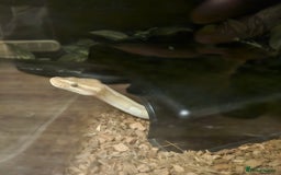 Snake reptiles for sale: Two ball pythons with setups - Image 5