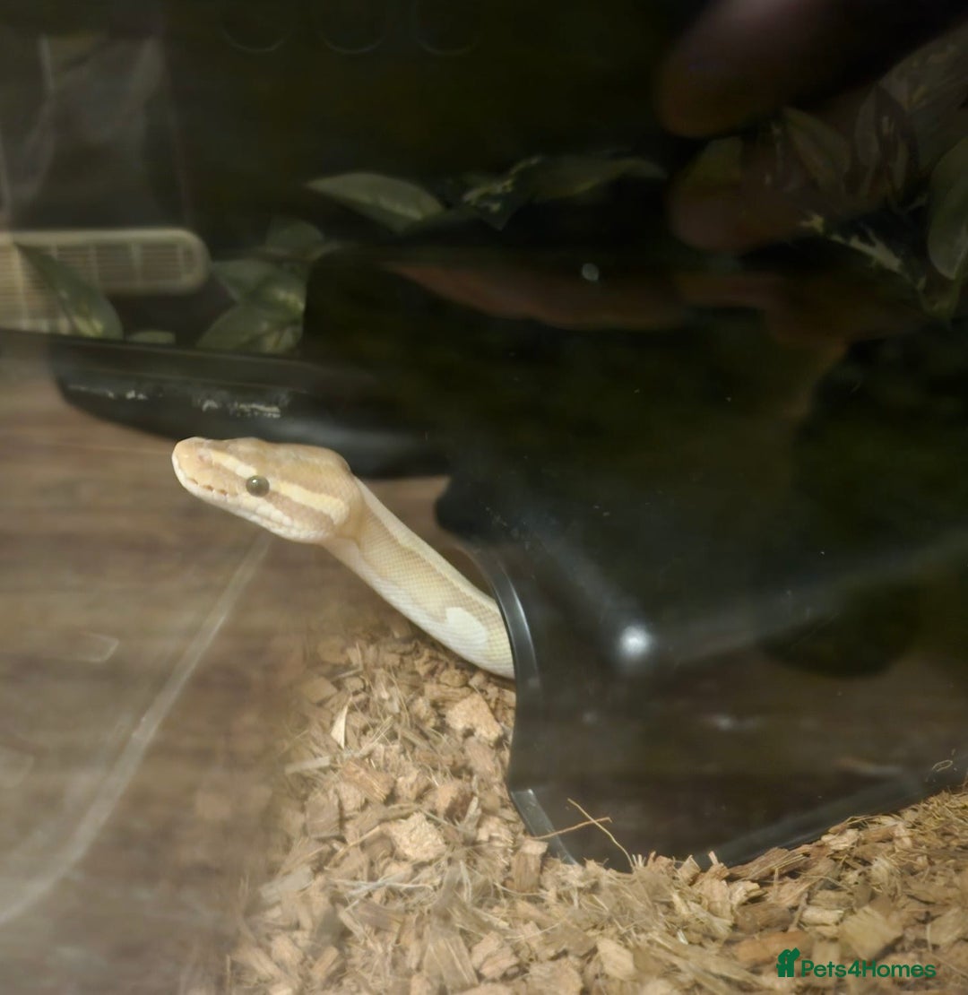 Snake reptiles for sale: Two ball pythons with setups - Image 5