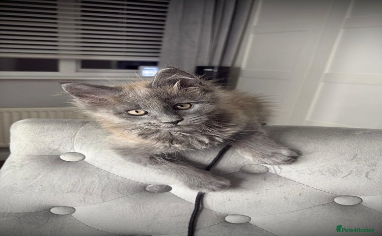 Maine Coon cats - Advert 15