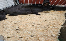 Mixed Breed rabbits for sale: Male Rabbits for Sale - Image 6