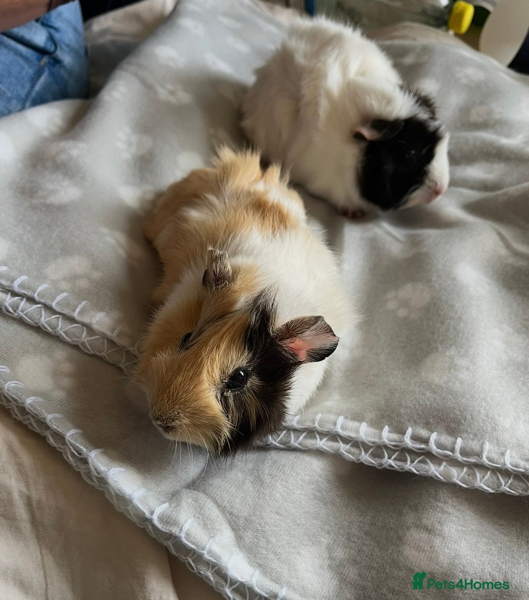 Guinea Pig rodents for sale: Female Guinea Pigs Bonded Need Rehoming - Advert 1