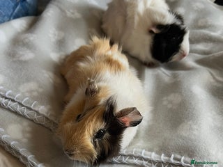 Guinea Pig rodents Female Guinea Pigs Bonded Need Rehoming - Advert 1