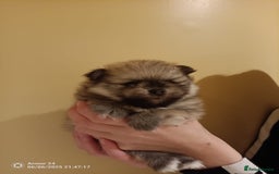 Pomeranian dogs for sale: Pomeranian Male Puppy  - Image 5