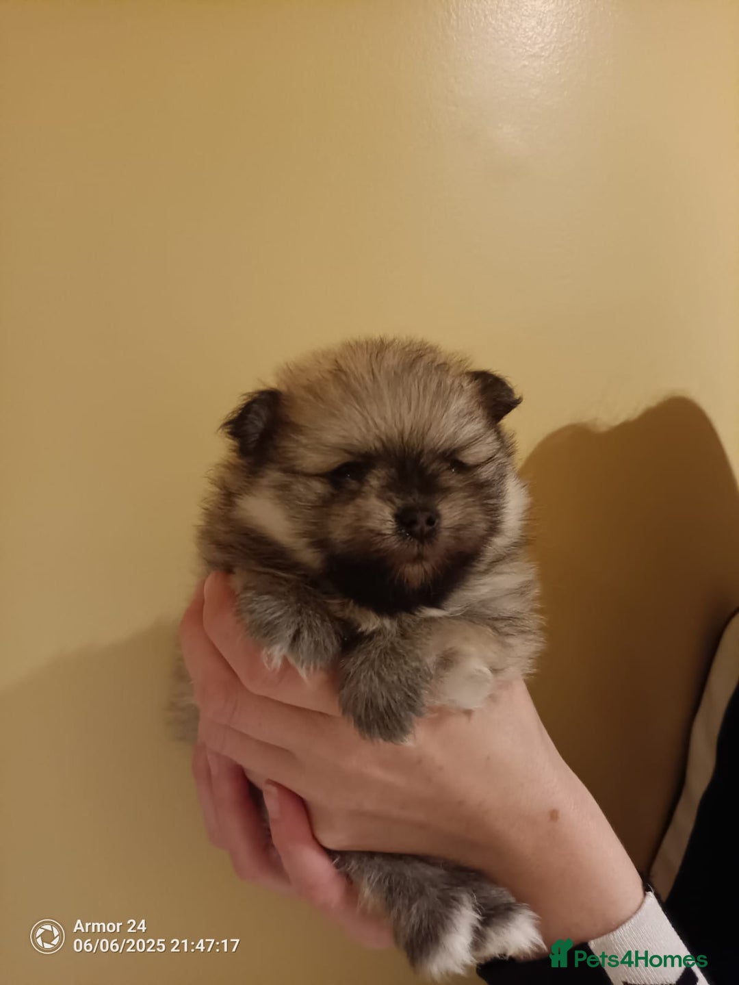 Pomeranian dogs for sale: Pomeranian Male Puppy  - Image 5