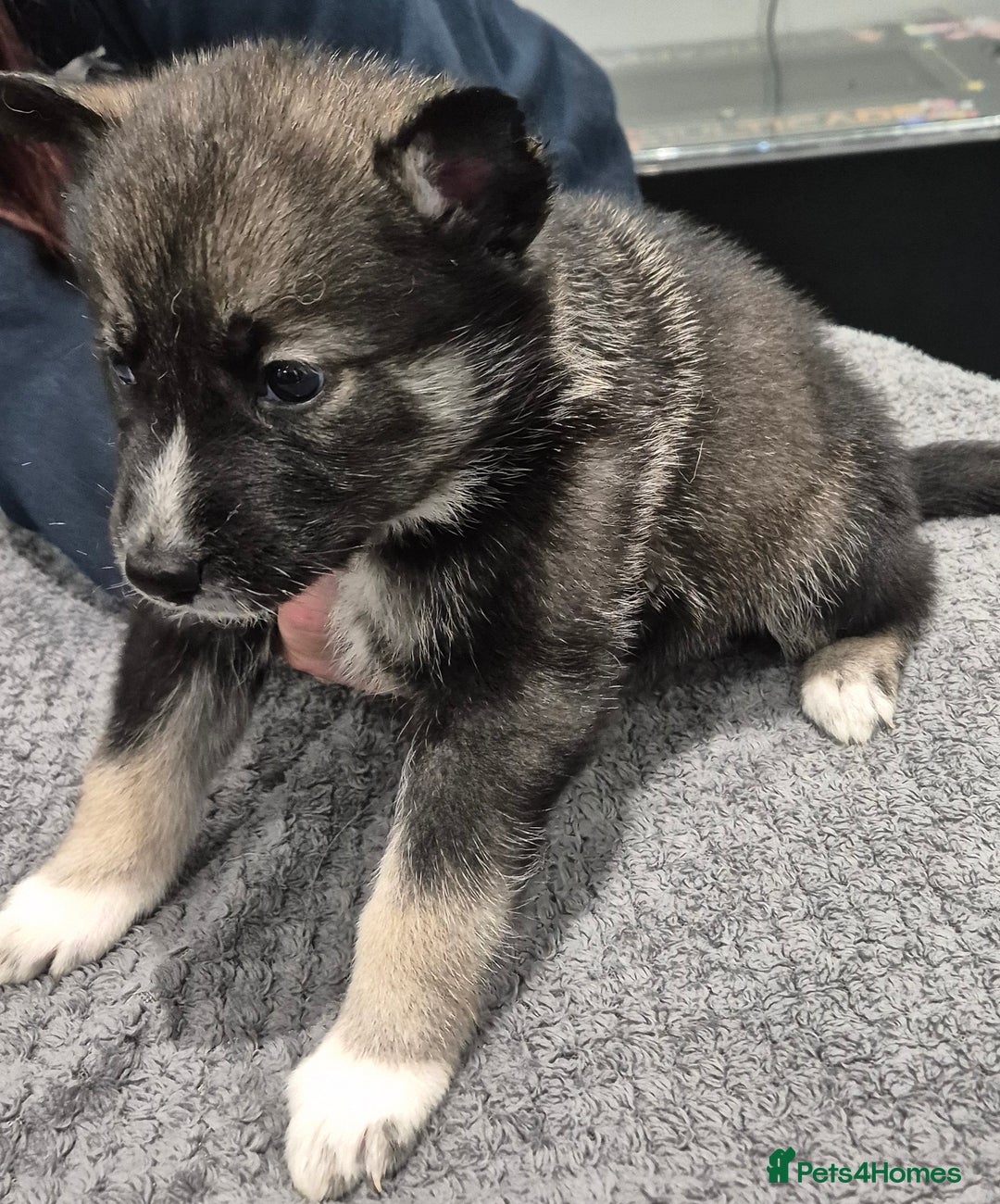Huskita dogs for sale: FABULOUS HUSKITA PUPPIES Husky x Akita - Image 11