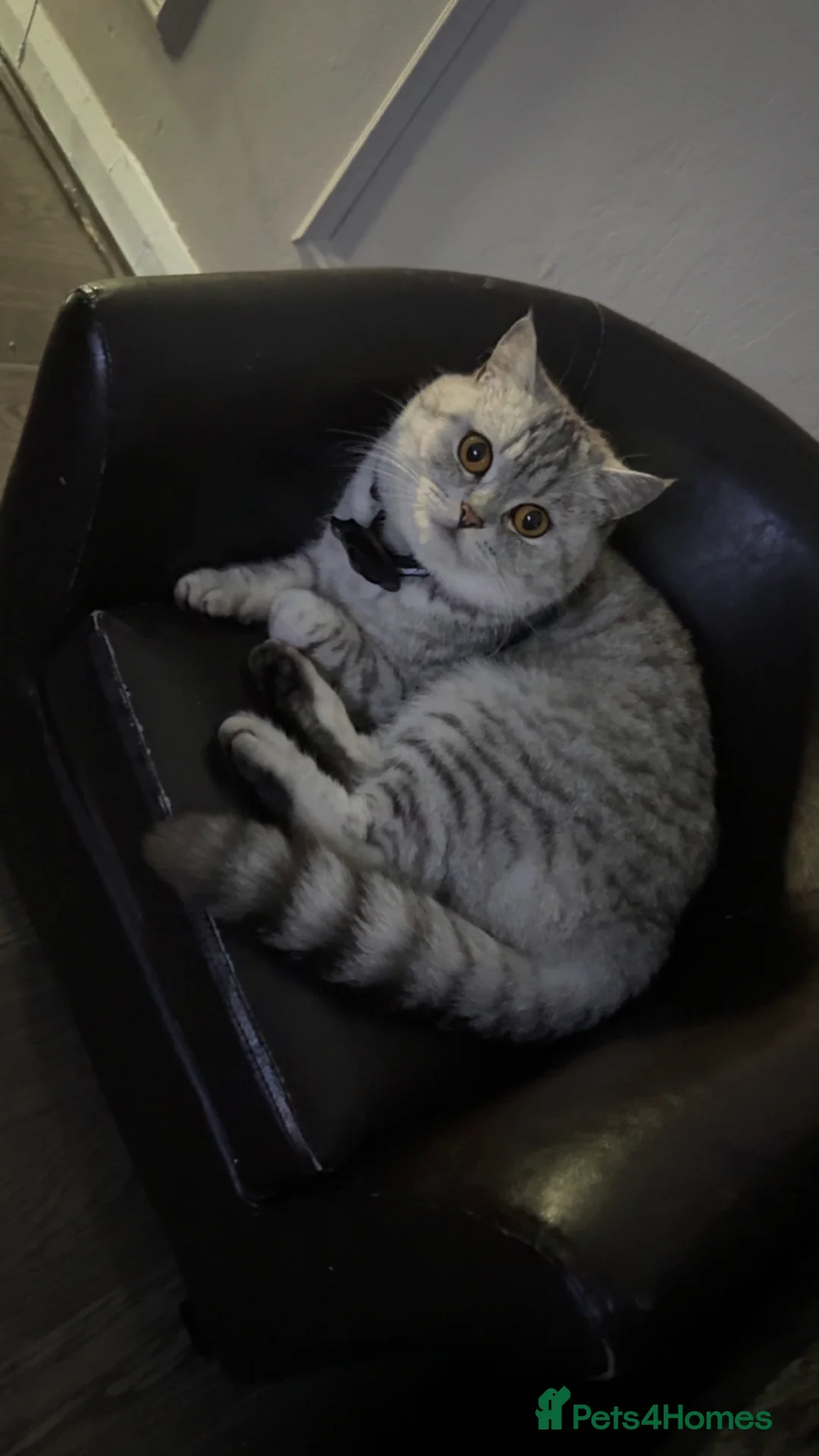 British Shorthair cats for sale: British shorthair kitten  in Birmingham - Advert 2