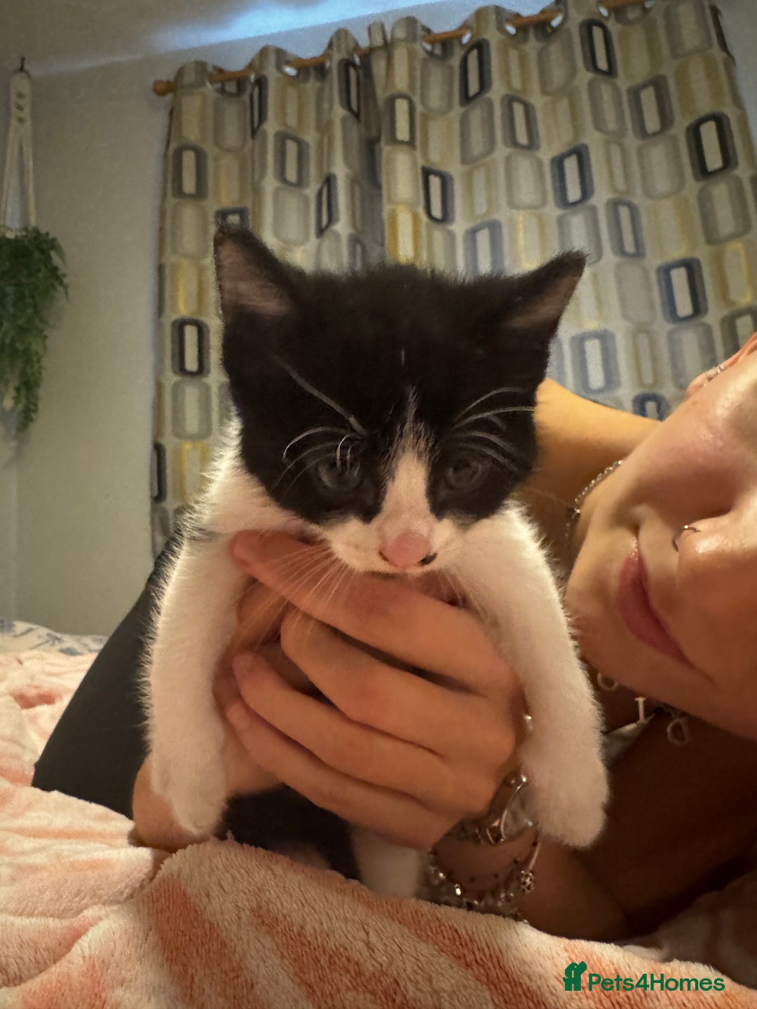 Domestic Shorthair cats for sale: 3 gorgeous Black and White boys - Image 9